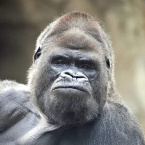 Profilbild von Decane